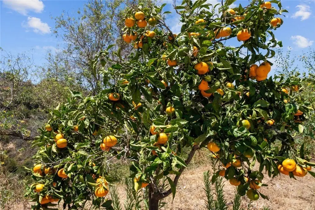 Picture 32