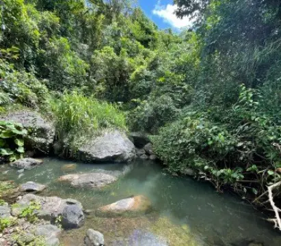 5 Acres of Enchanted Forest