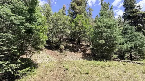 Unrestricted Hunting Land with National Forest Border