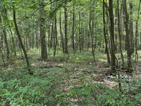 Residential Land in Albright, WV