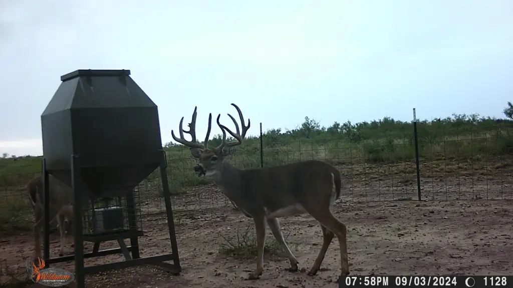 Picture 41
