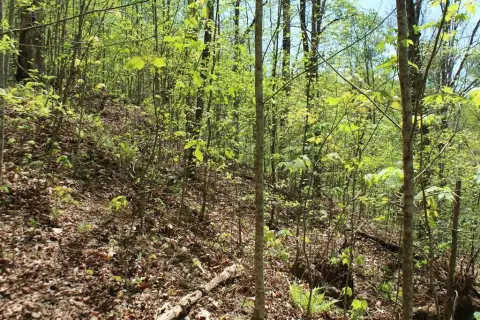 Vacant Lot in Equestrian Community