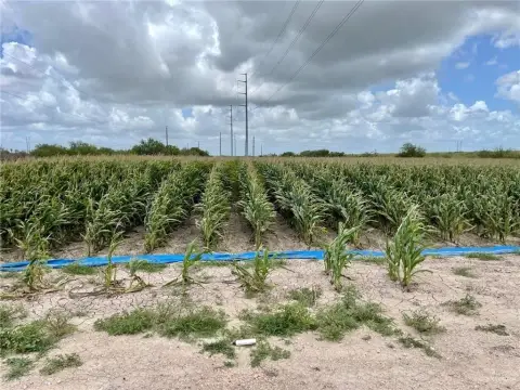 Farmed Irrigated Land in Progreso
