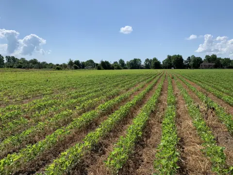 Flat Rock Development Opportunity