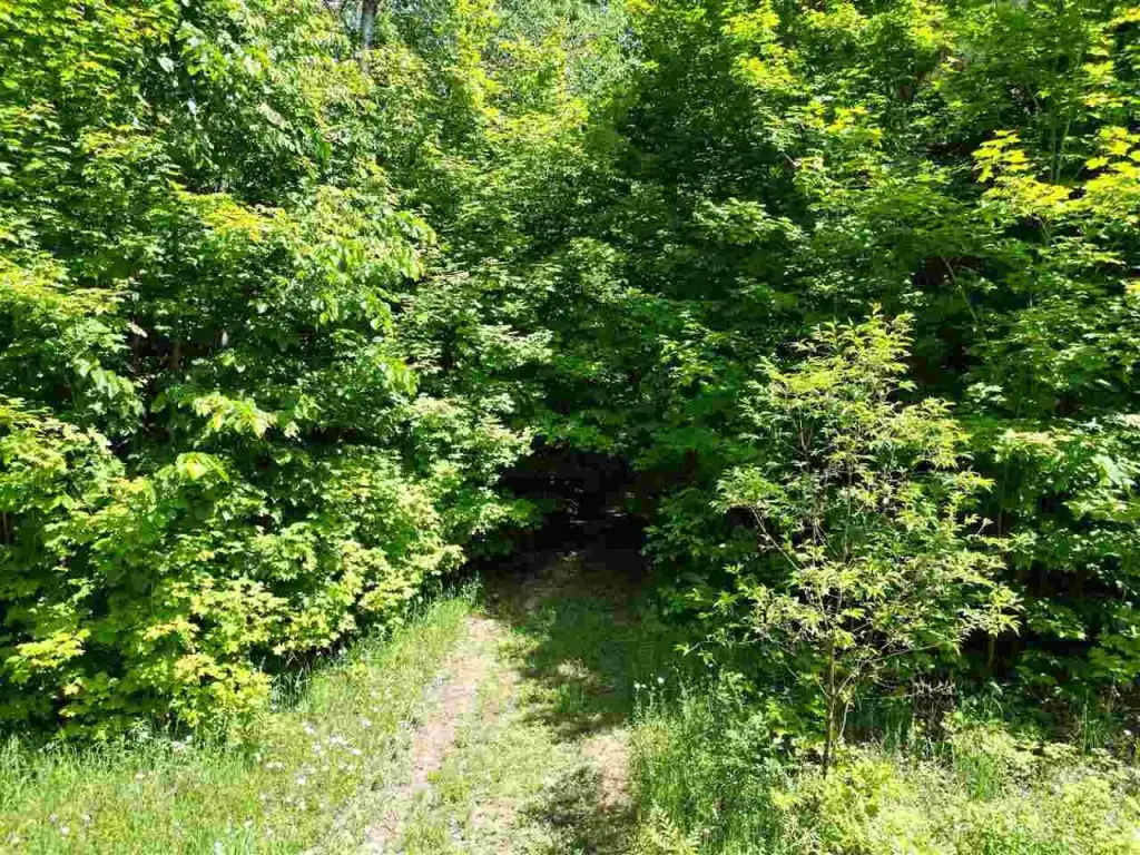 Picture 21