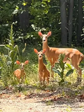 Land Ready for Dream Home