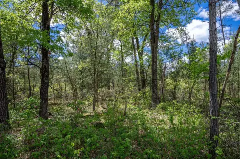Wooded Lot Near Castle Rock