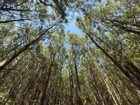 Halifax County Acreage Investment Opportunity