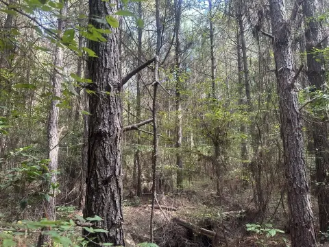 Timberland Investment Opportunity