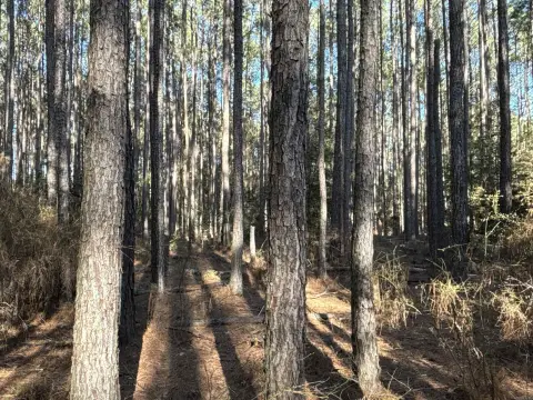 Dallas County Timber Investment Acreage