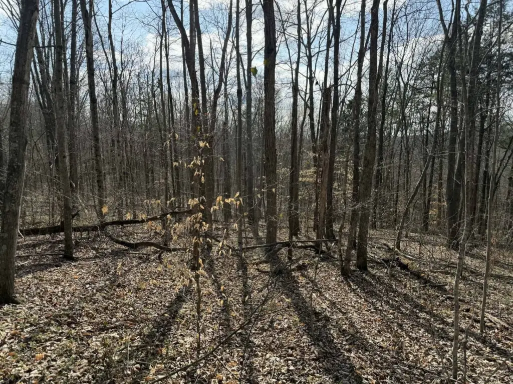 Picture 8