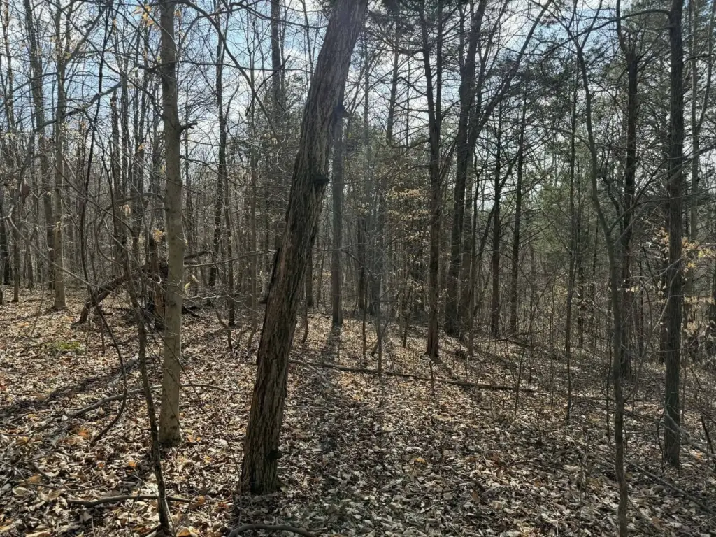 Picture 4