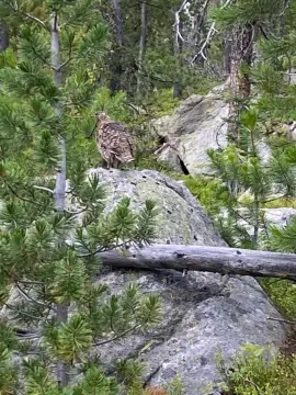 Montana Mining Claim Adventure Awaits