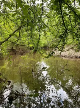 Affordable Timberland Tract For Sale