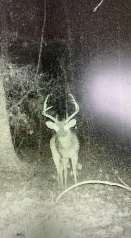 Picture 7