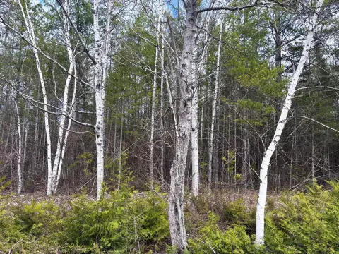 Wooded Lot Near Lake Huron