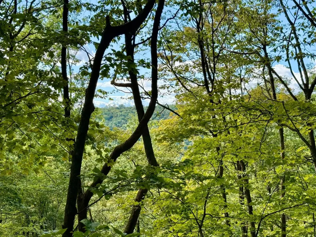 Picture 9