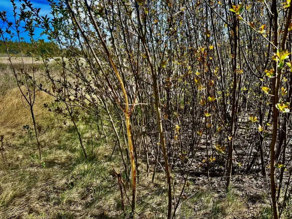 Picture 45