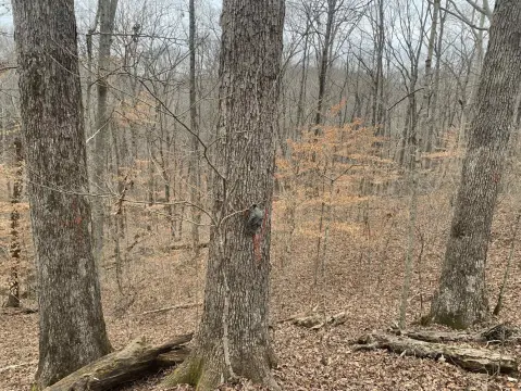 125+ Acre Timberland Opportunity