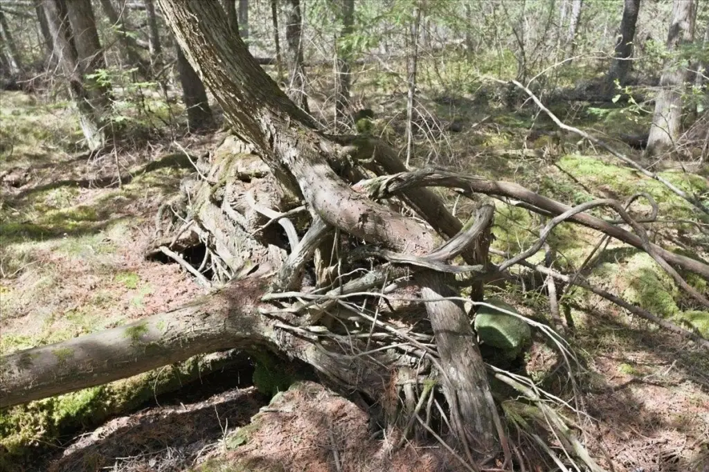 Picture 11