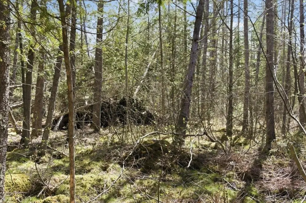 Picture 8