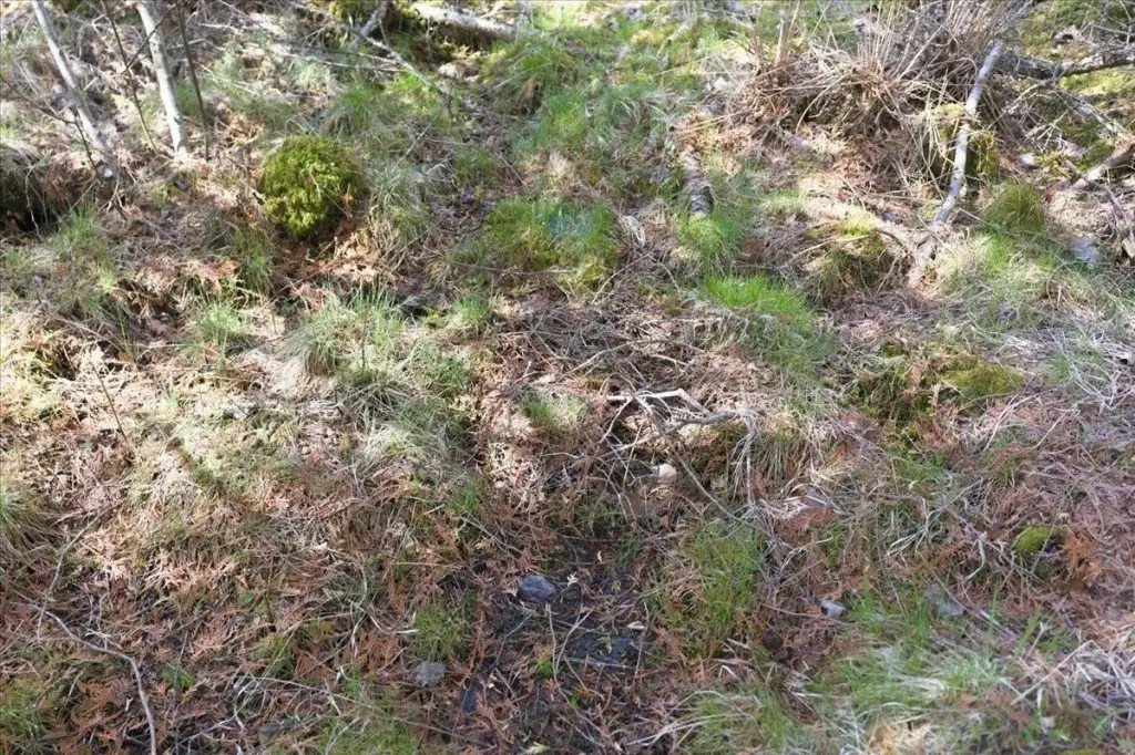 Picture 5