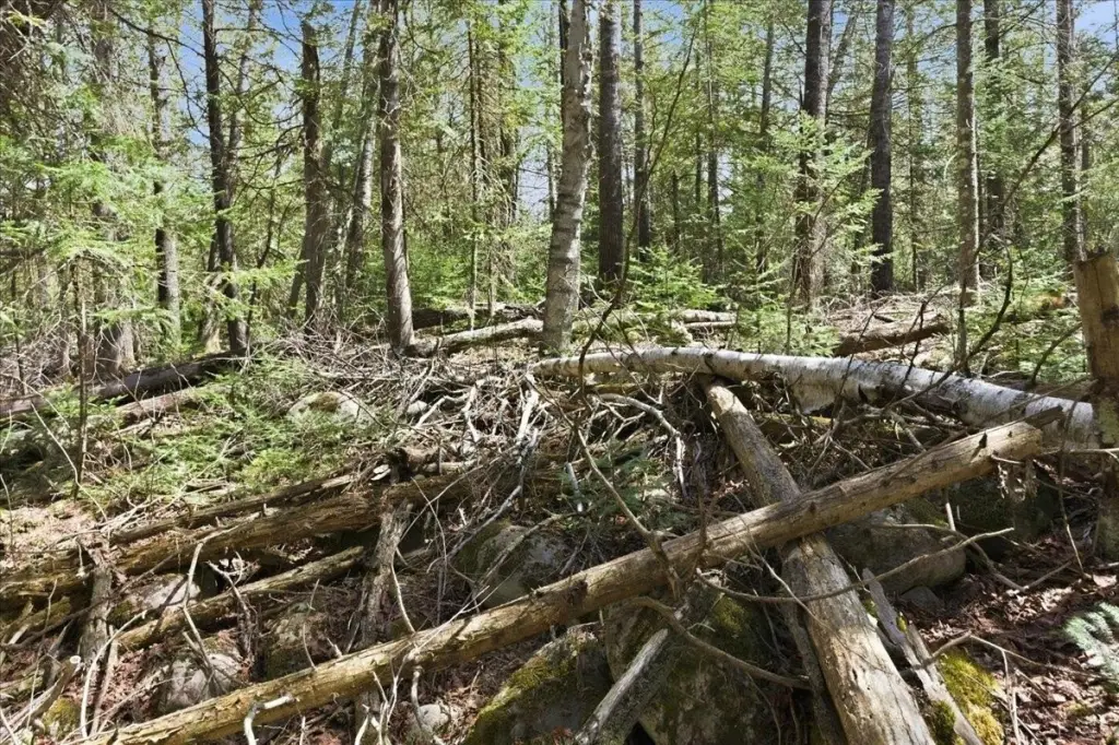 Picture 18