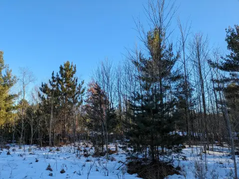 Wooded Lots in Kaleva Village