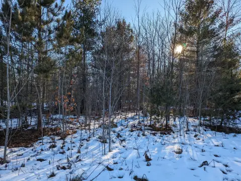 Wooded Lots in Kaleva, MI