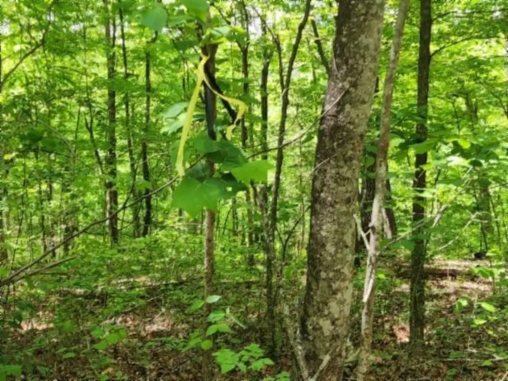 Picture 5