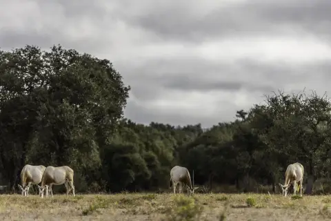 5-Acre Lot in Legacy Hills