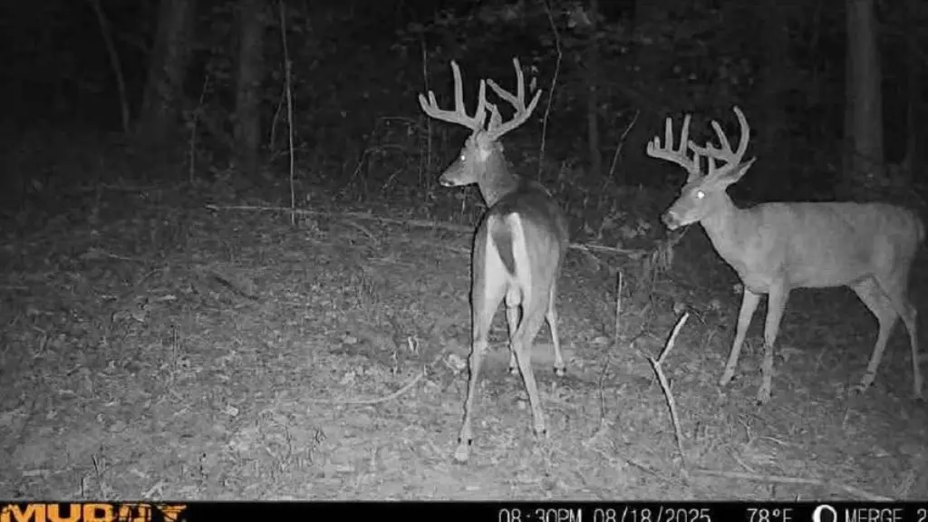 Picture 3