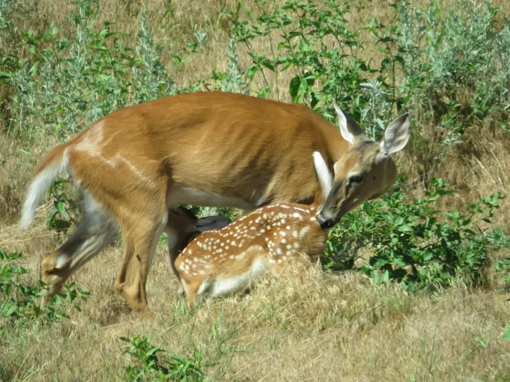 Picture 89