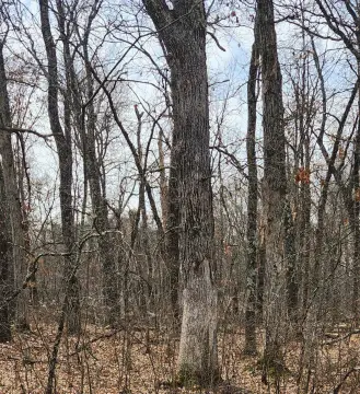 Lake Arrowhead Wooded Lot