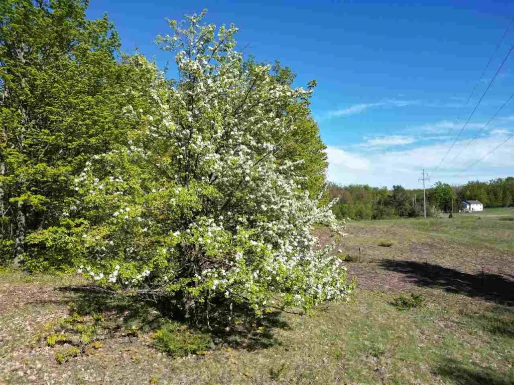 Picture 36