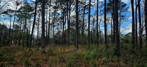 Poplarville Land on Highway 11