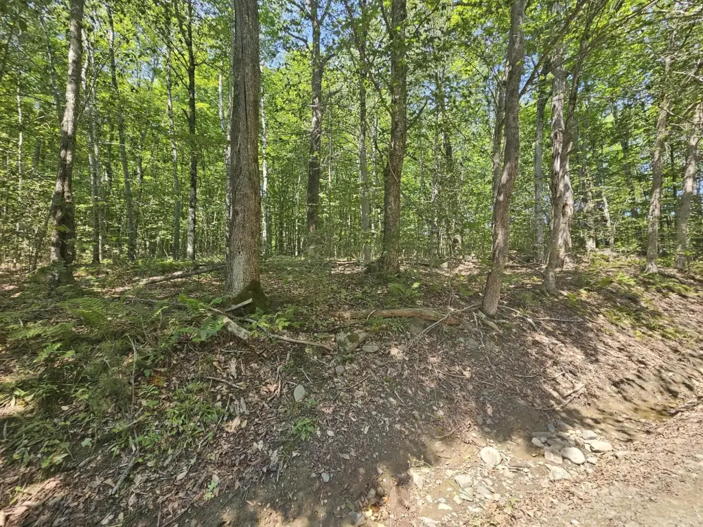 Picture 8