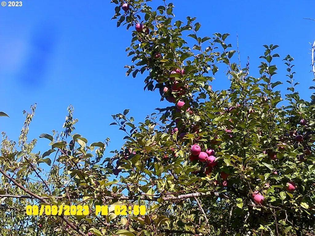 Picture 45