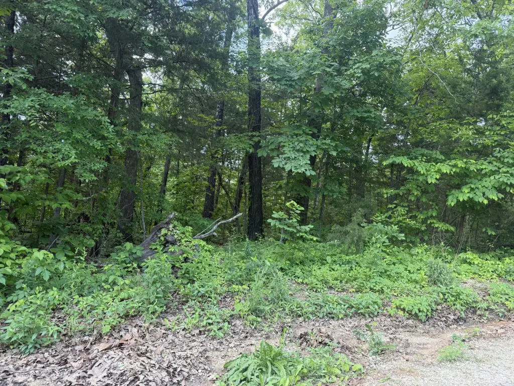 Picture 5