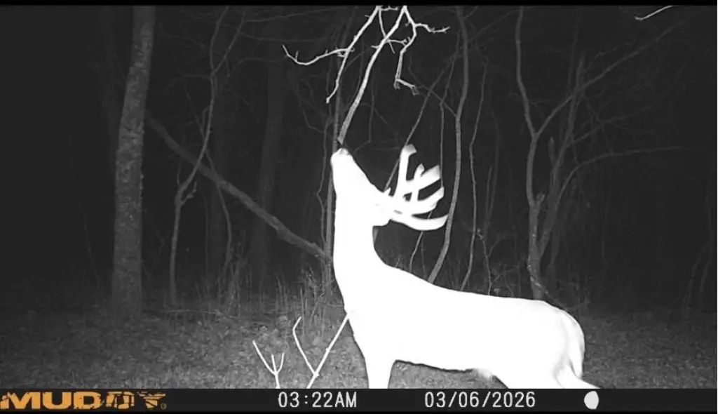 Picture 9