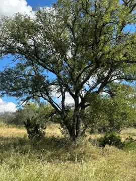Rural Land with Shading Oaks