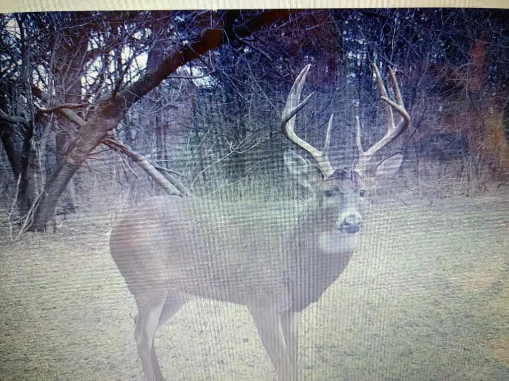 Picture 4