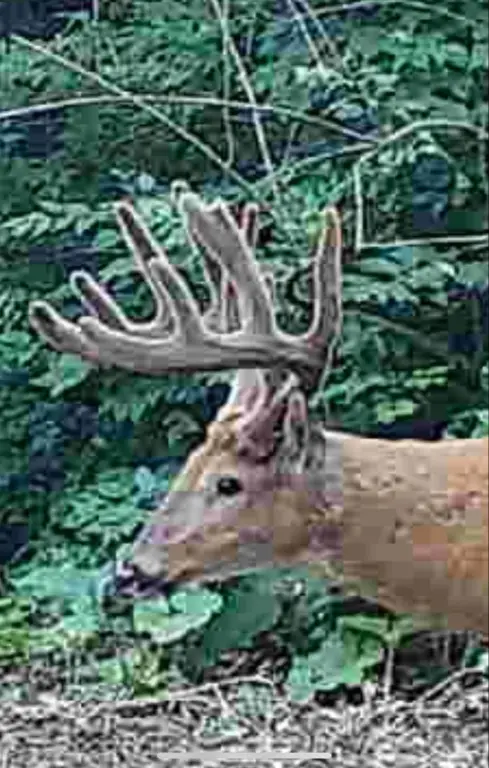 Picture 25