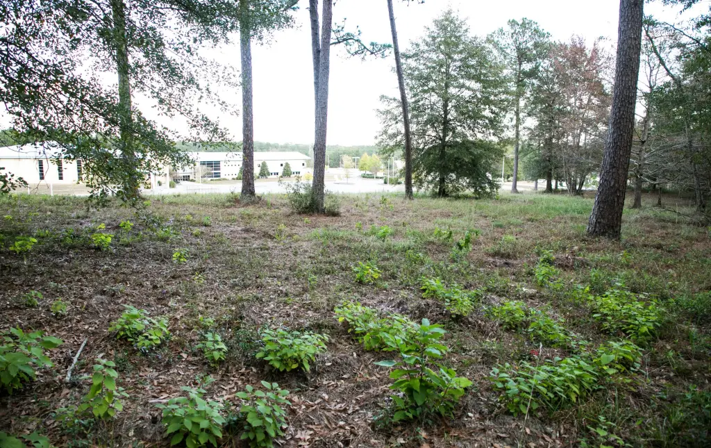 Picture 15
