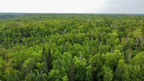 Wooded Hunting Land