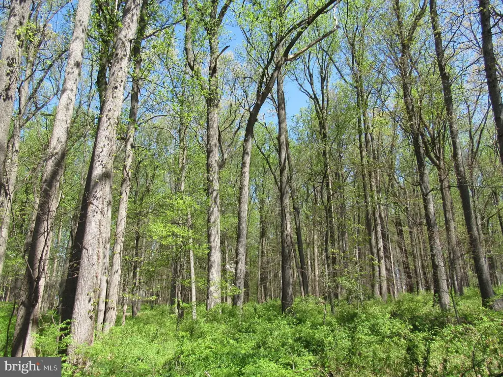 Picture 46