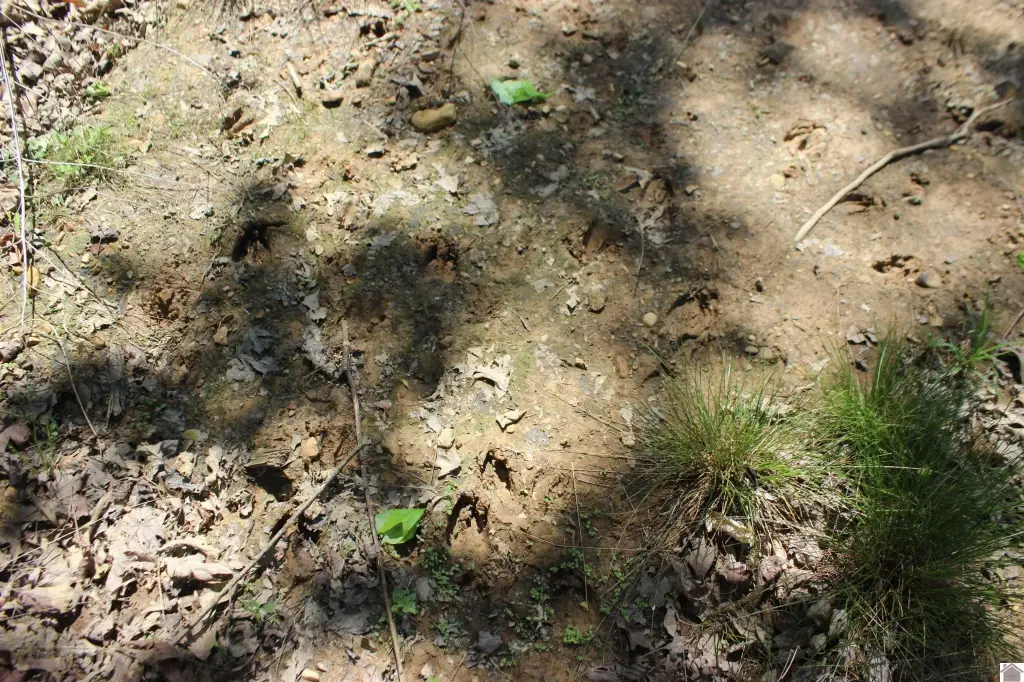 Picture 39