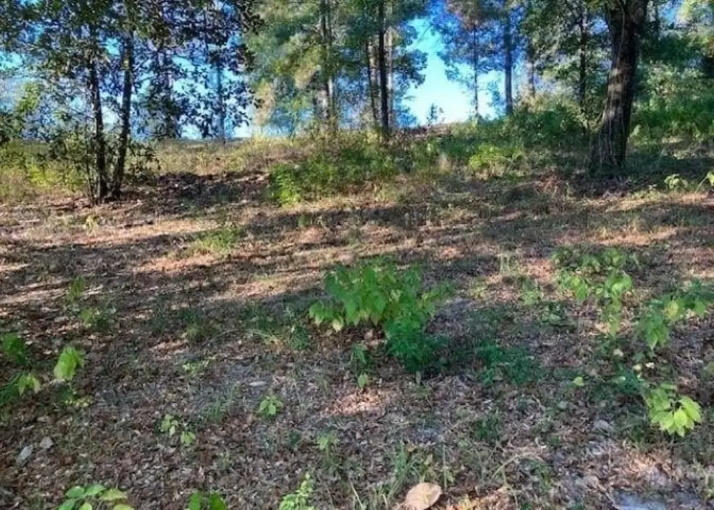 Picture 5