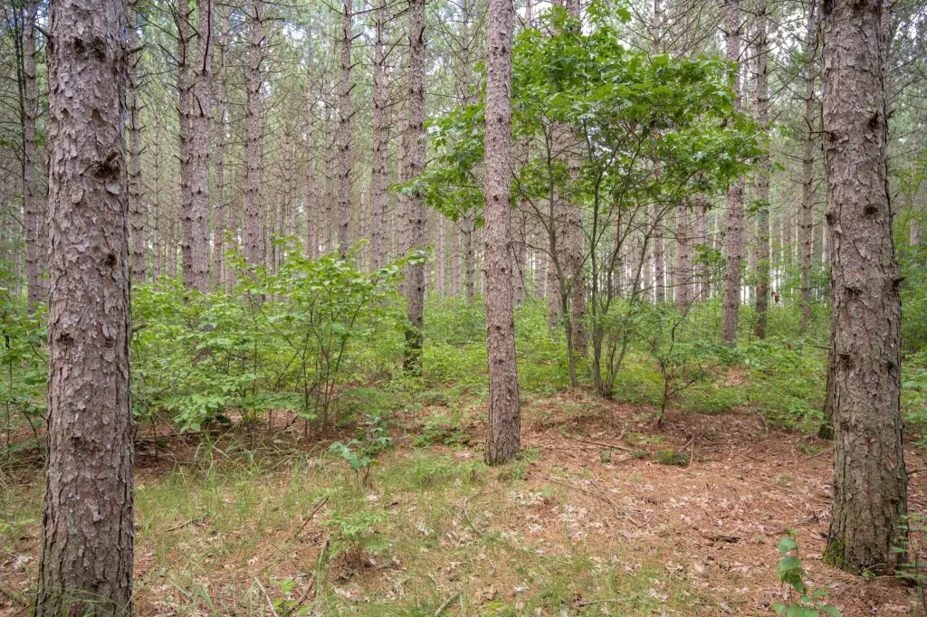 Picture 21