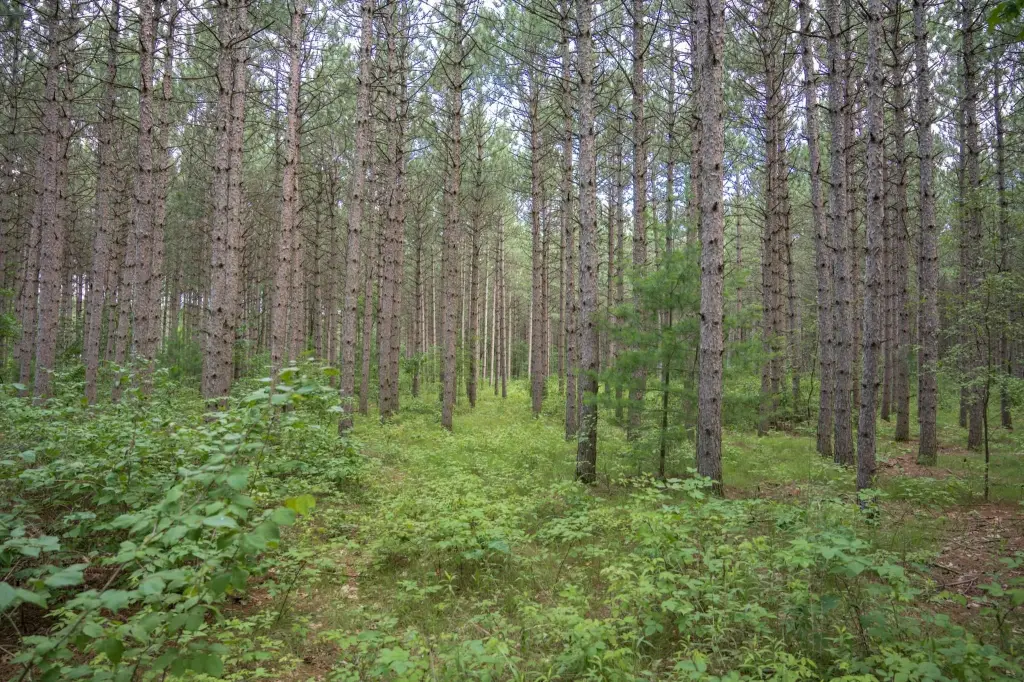 Picture 31